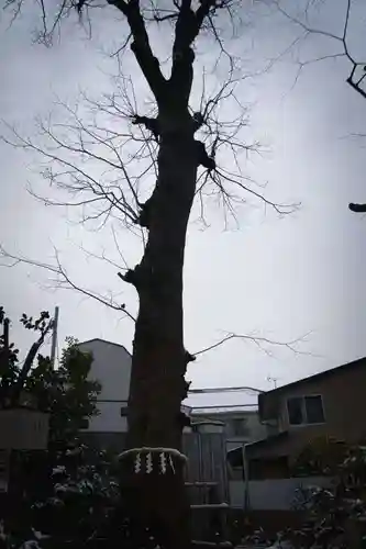 戸越八幡神社(東京都)