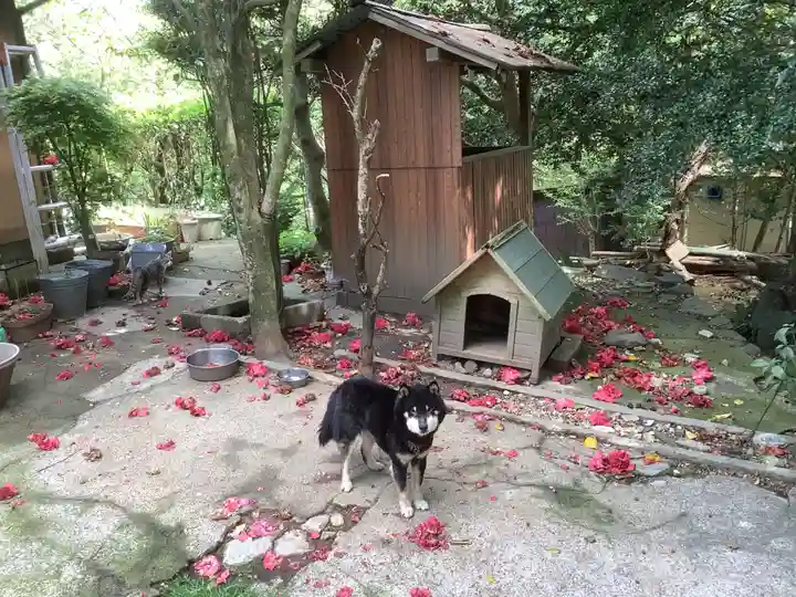 玉野御嶽神社の動物