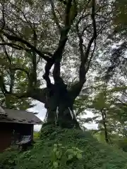 熊野皇大神社の自然