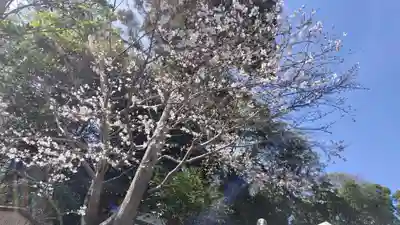 出雲大神宮(京都府)