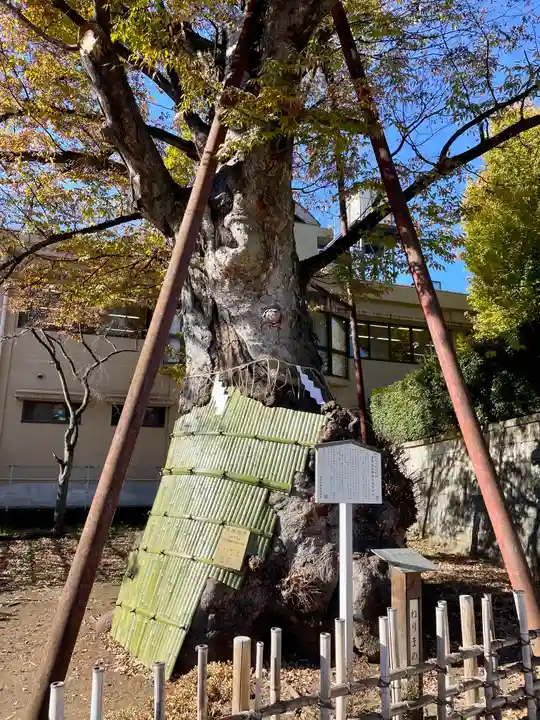 白山神社の自然