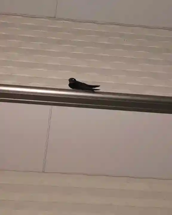 眞中神社(岐阜県)