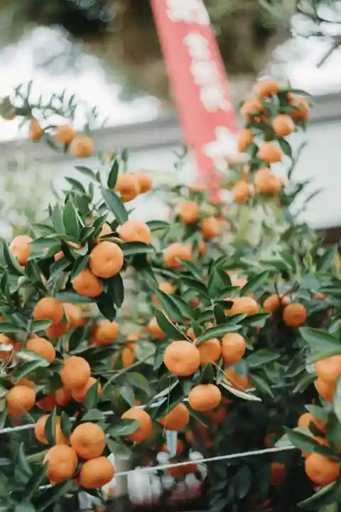櫛田神社の自然