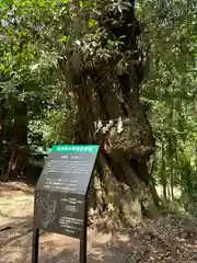 熊野神社の自然