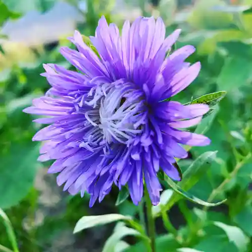 豊景神社の自然