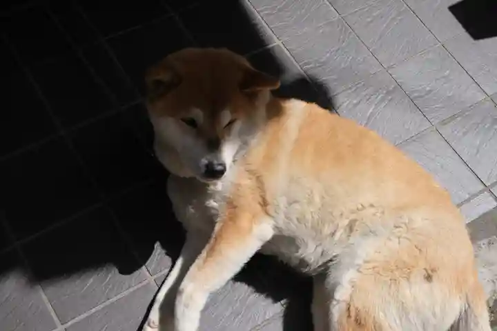 𠮷水神社(吉水神社)の動物
