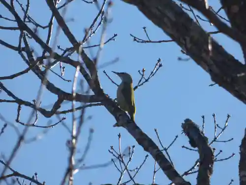 留辺蘂神社の動物