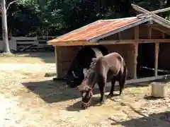 宮地嶽神社の動物