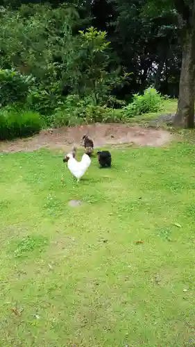 高屋敷稲荷神社の動物