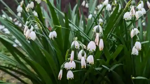 菅大臣神社の自然