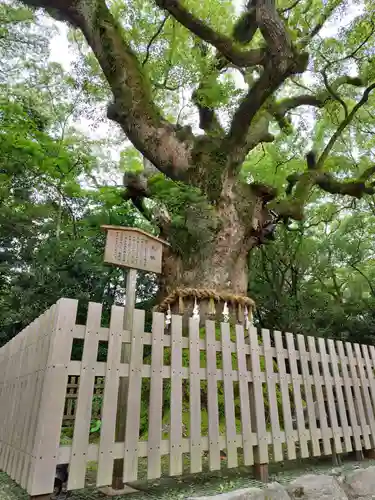 熱田神宮の自然