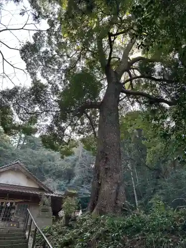御津神社の{uncategorized: "未分類", other: "その他", undefined: "問題あり", building: "その他建物", grave: "お墓", sacred_gate: "鳥居", guardian: "狛犬", statue: "像", buddha: "仏像", history: "歴史", nature: "自然", garden: "庭園", animal: "動物", pagoda: "塔", temizu: "手水舎", mountain_gate: "山門・神門", sanctuary: "本殿・本堂", subordinate: "末社・摂社", art: "芸術", scenery: "景色", jizo: "地蔵", ema: "絵馬", goshuin: "御朱印", omikuji: "おみくじ", items: "授与品その他", amulet: "お守り", goshuincho: "御朱印帳", eats: "食事", festival: "お祭り", votive_dance: "神楽", shichigosan: "七五三参", wedding: "結婚式", experience: "体験その他", initially: "初詣", around: "周辺", anti_infection: "感染症対策"}