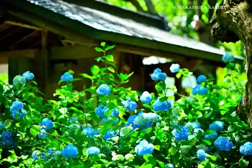 明月院(神奈川県)