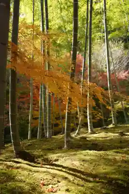 常寂光寺(京都府)