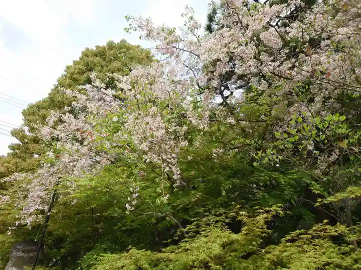 晴明神社の自然