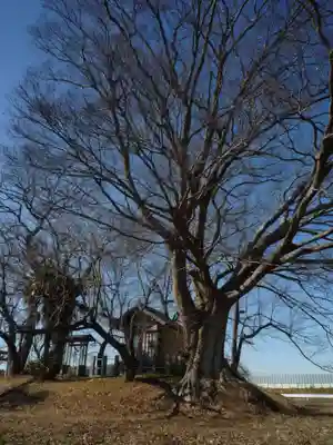 神明神社(千葉県)