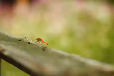 般若寺 ❁﻿コスモス寺❁(奈良県)