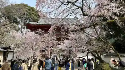 醍醐寺(京都府)