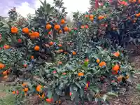 三郷八幡神社の自然