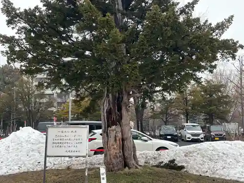 札幌護國神社の自然