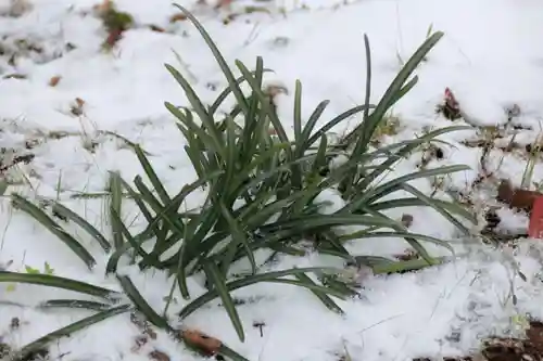 高司神社〜むすびの神の鎮まる社〜の自然