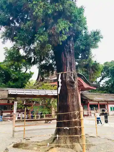 石清水八幡宮の自然