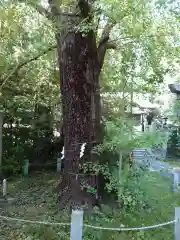 忍　諏訪神社・東照宮　の自然