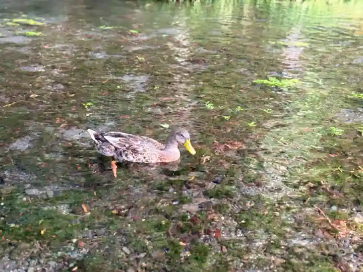 富士山本宮浅間大社(静岡県)