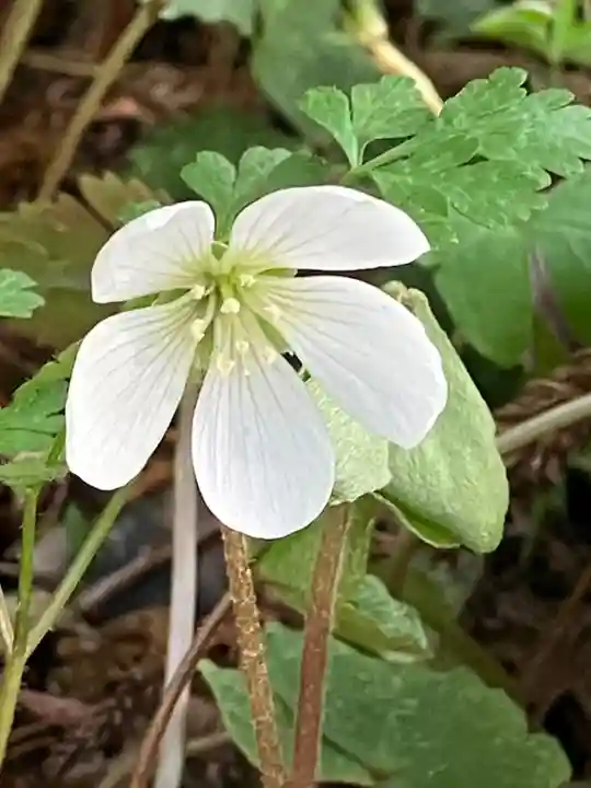 瀧樹神社(滋賀県)