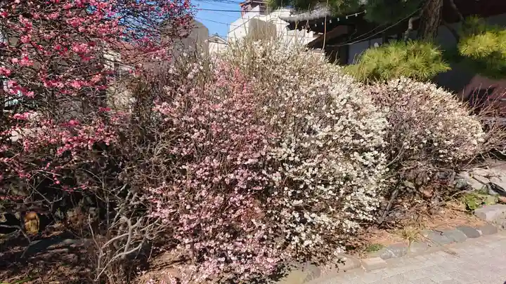 小村井 香取神社の自然