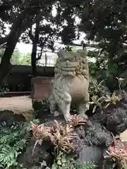 柏諏訪神社の狛犬