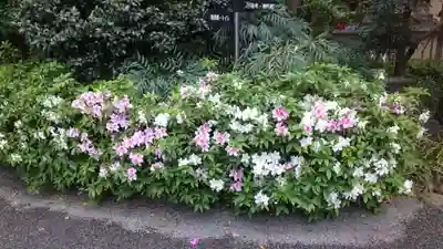 阿佐ヶ谷神明宮(東京都)