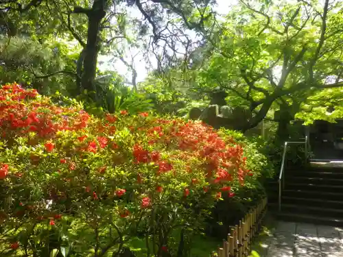 安國論寺（安国論寺）の自然