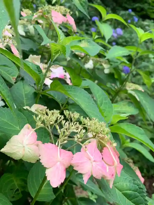 持寳院(多氣山不動尊)の自然