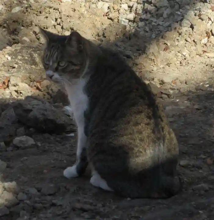 千葉神社の動物