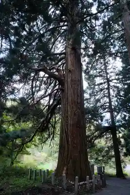比婆山熊野神社の自然