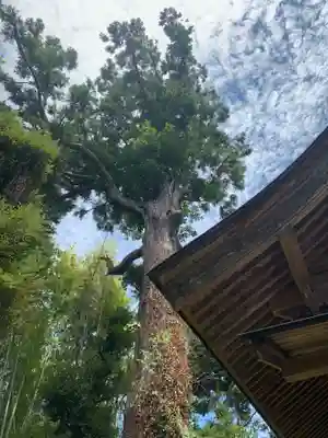 熊野神社の自然
