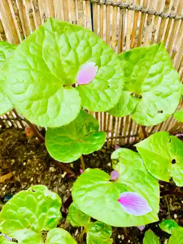 土津神社｜こどもと出世の神さまの自然