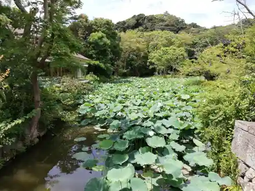 鶴岡八幡宮の庭園