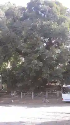 月讀神社(茨城県)