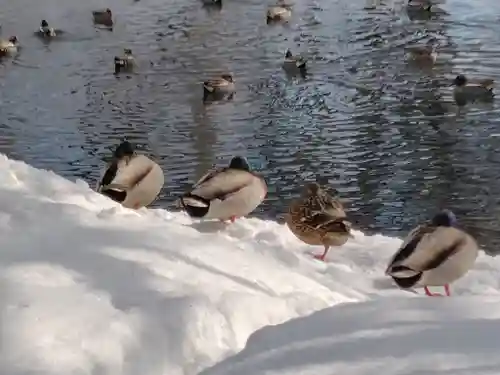 永山神社(北海道)