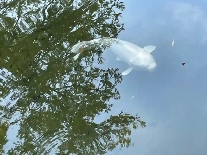 北海道護國神社の動物