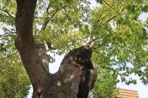 阿邪訶根神社の自然