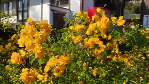 松尾大社の自然