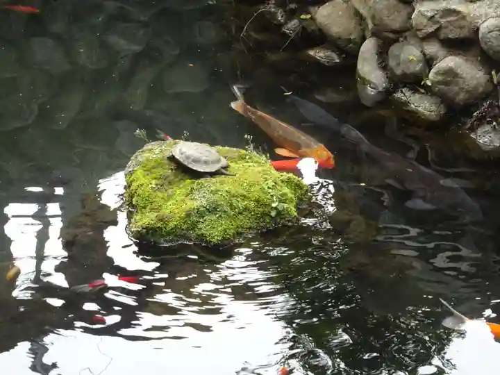 鈴鹿明神社の動物