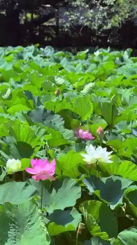 鶴岡八幡宮の自然