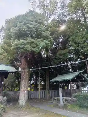 酒見神社の御朱印