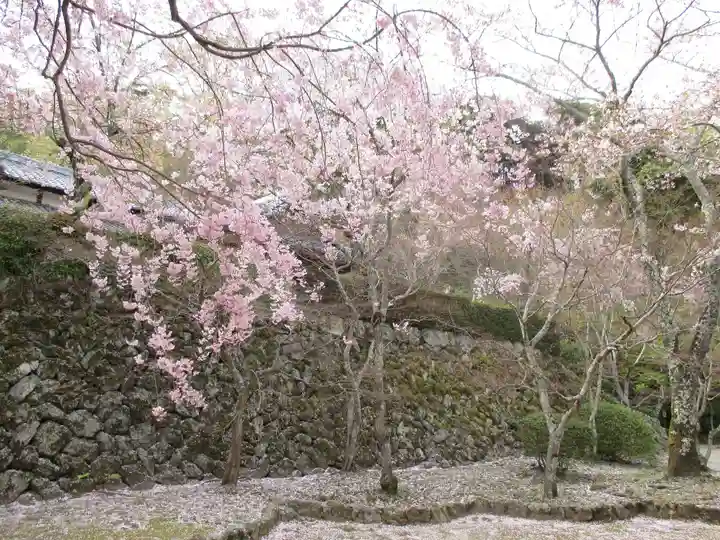 勝持寺(花の寺)の自然