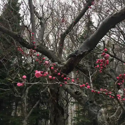 清田稲荷神社の自然