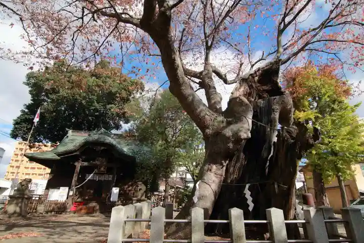 阿邪訶根神社の自然